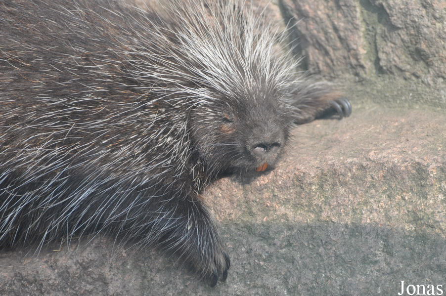 Erethizon dorsatum