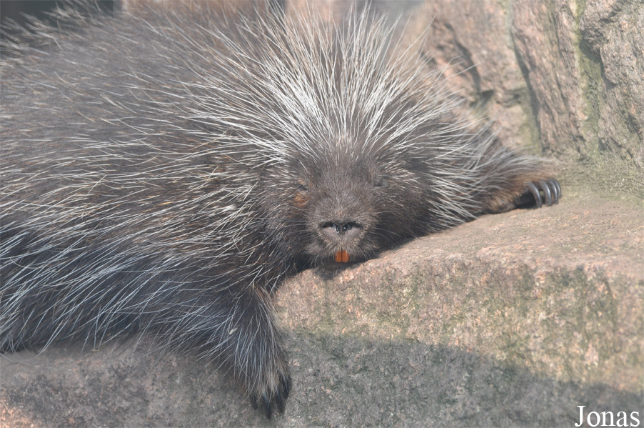 Erethizon dorsatum