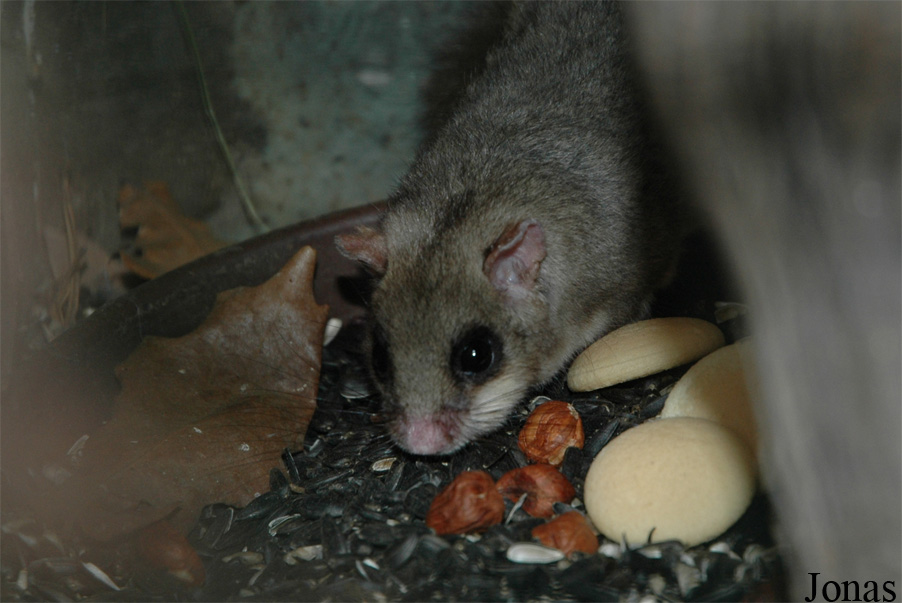 Glis glis