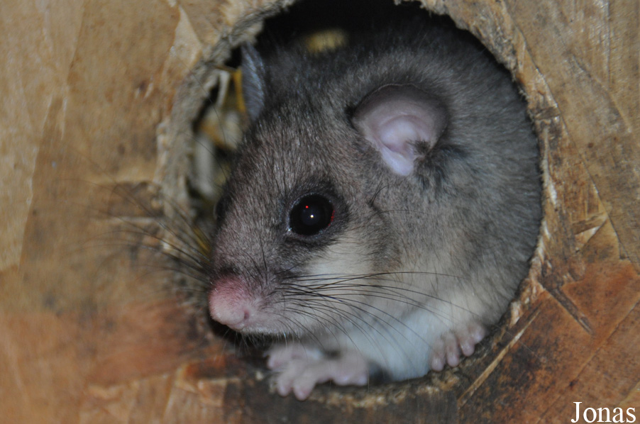 Glis glis