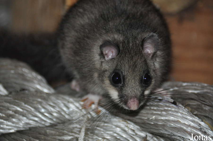 Glis glis