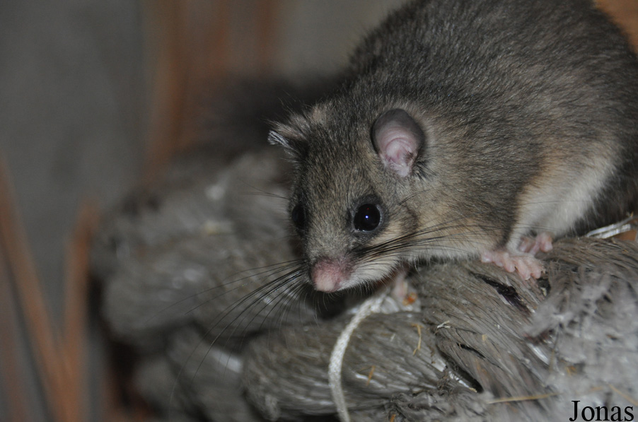 Glis glis