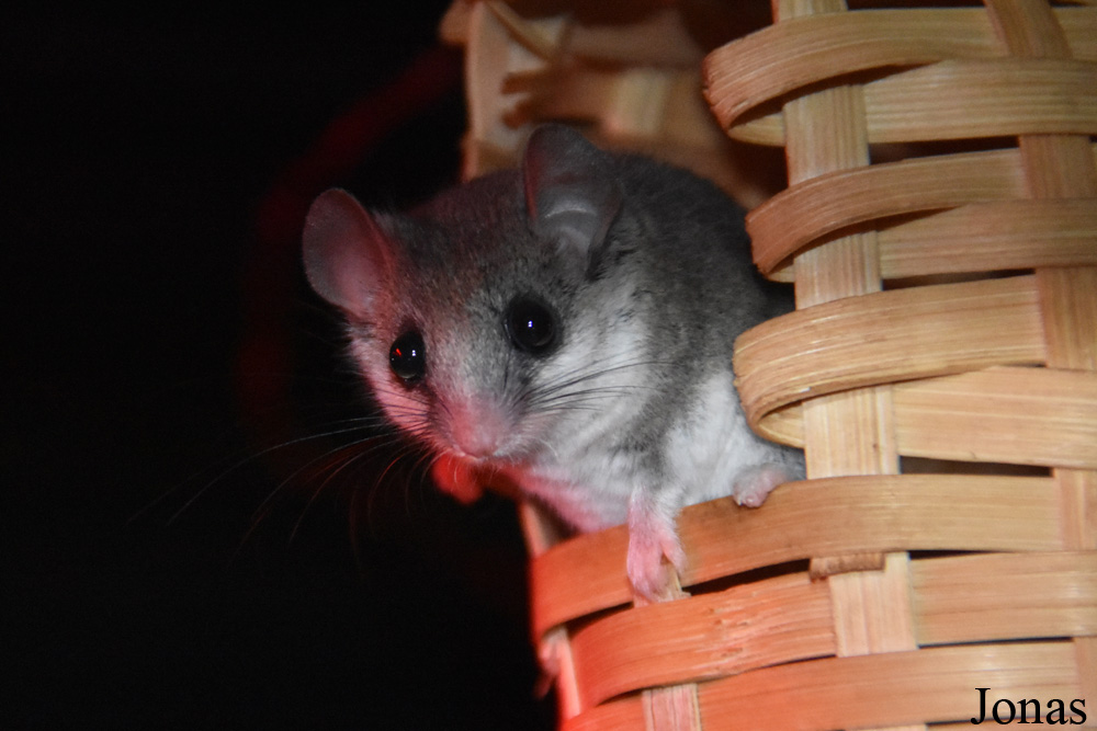 Graphiurus murinus