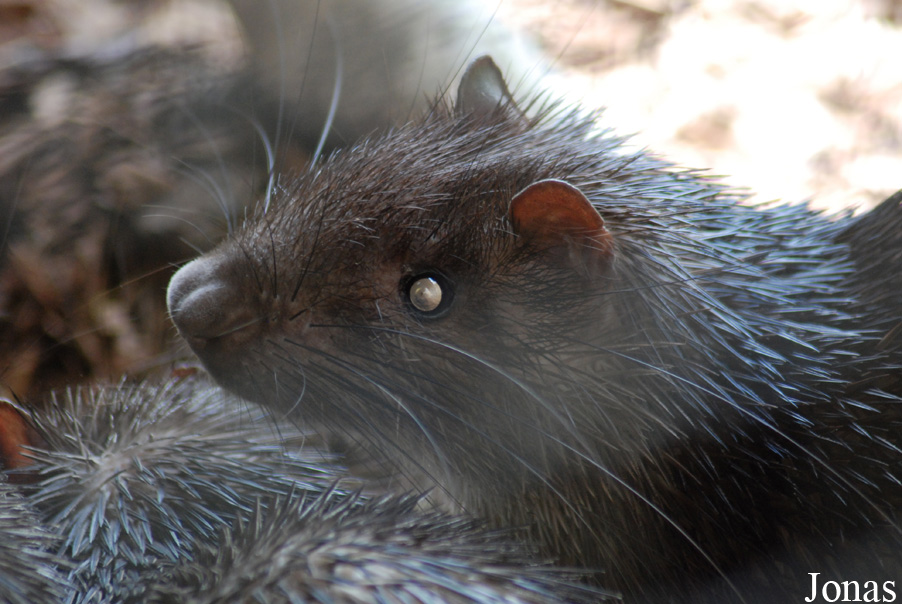Atherurus africanus
