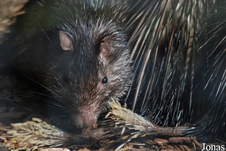 Atherurus africanus