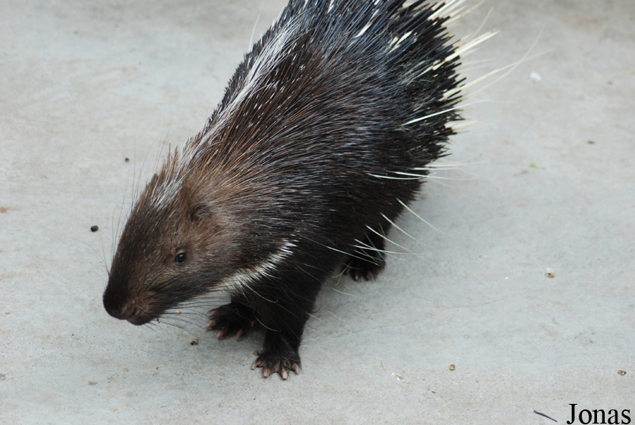 Hystrix brachyura hodgsoni