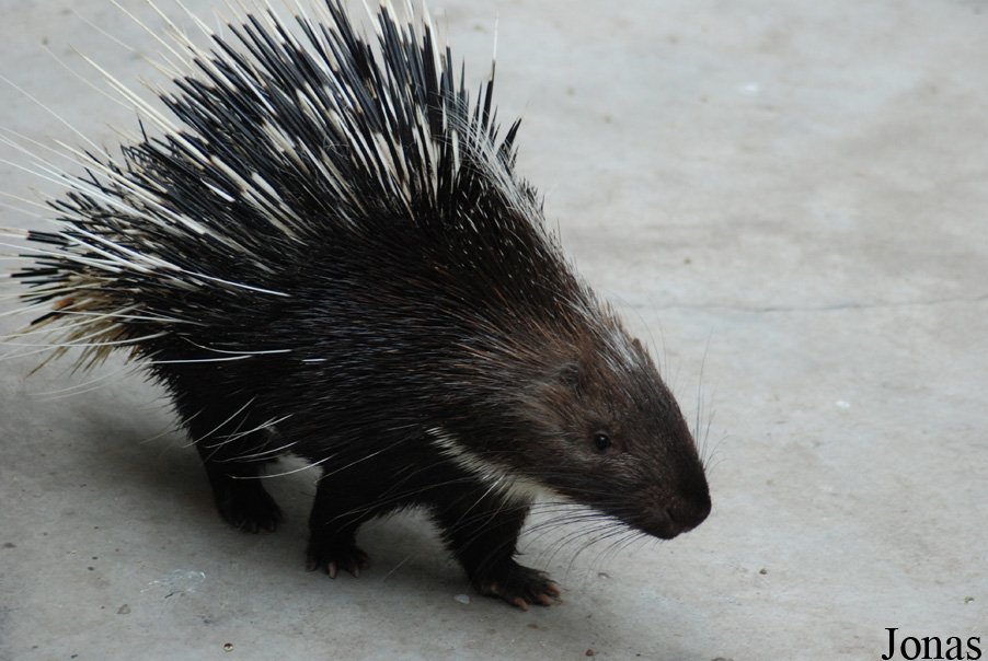 Hystrix brachyura hodgsoni