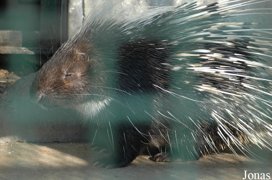 Hystrix brachyura hodgsoni