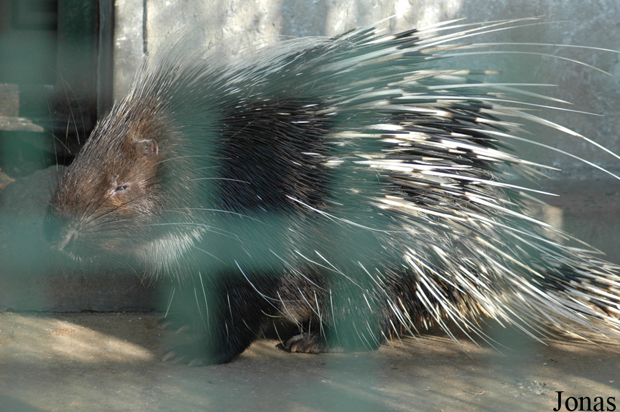 Hystrix brachyura hodgsoni