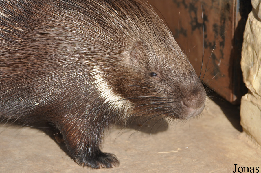 Hystrix indica