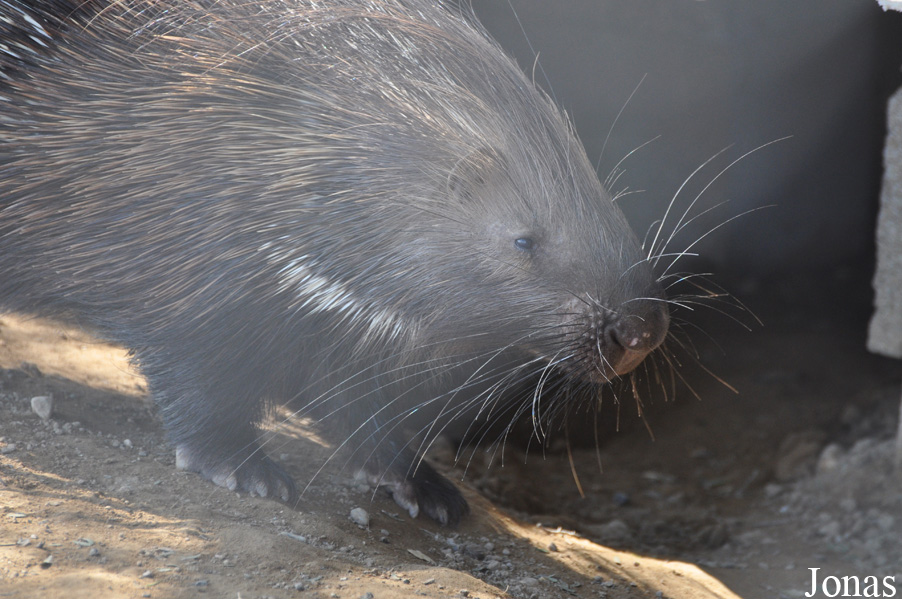 Hystrix indica