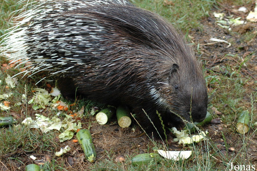Hystrix indica