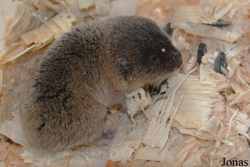 Ellobius talpinus