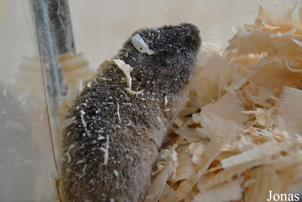 Ellobius talpinus