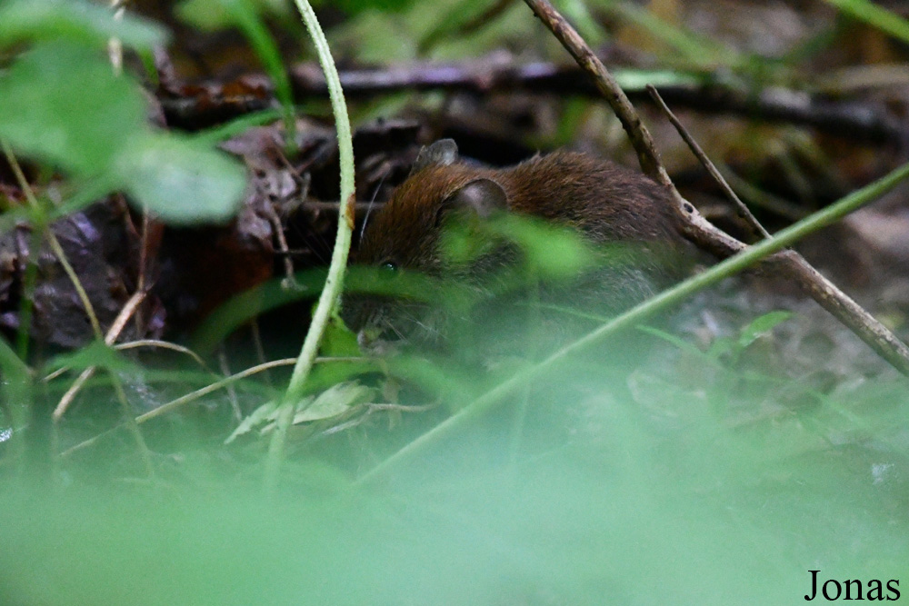 Žuvintas Biosphere Reserve