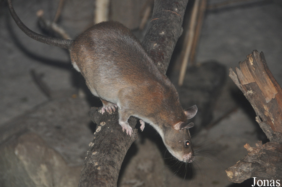 Cricetomys emini