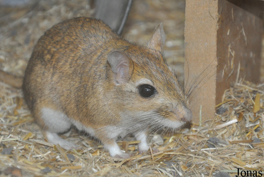 Meriones persicus