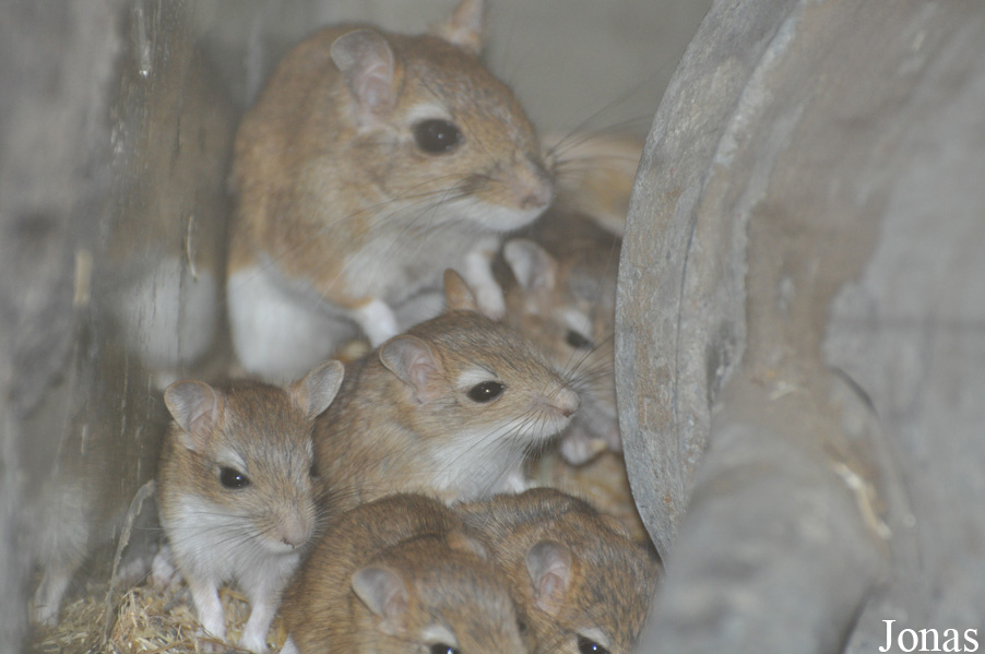 Meriones persicus