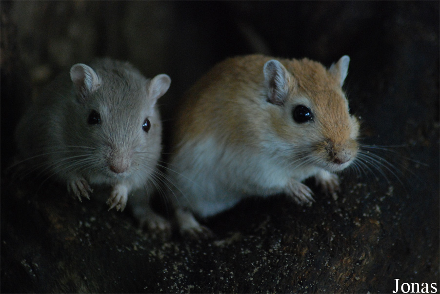 Meriones unguiculatus