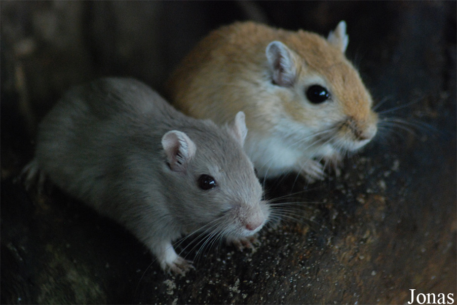 Meriones unguiculatus
