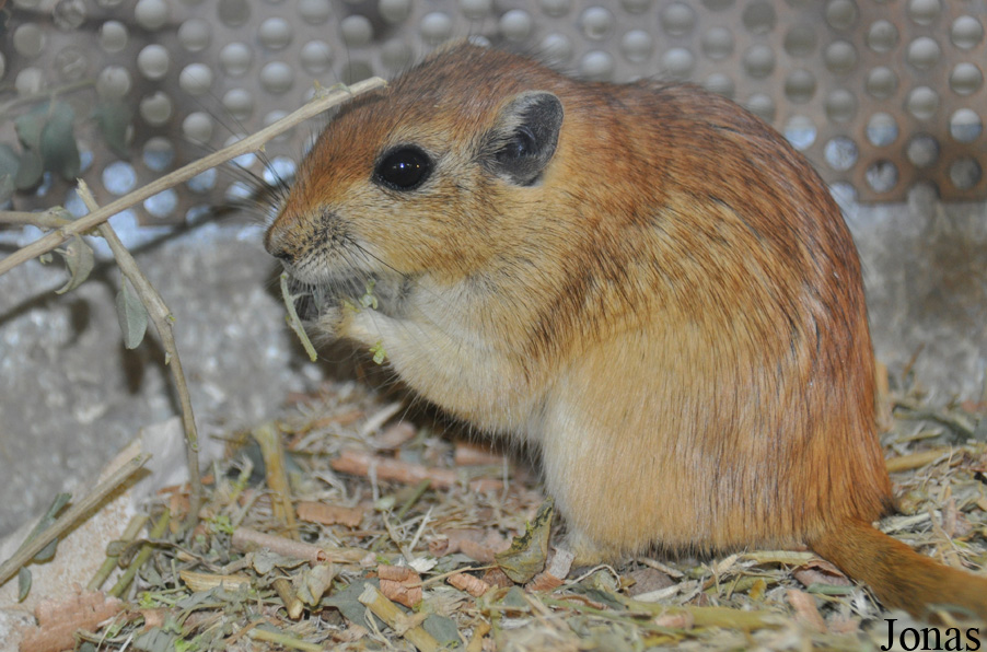 Psammomys obesus terraesanctae