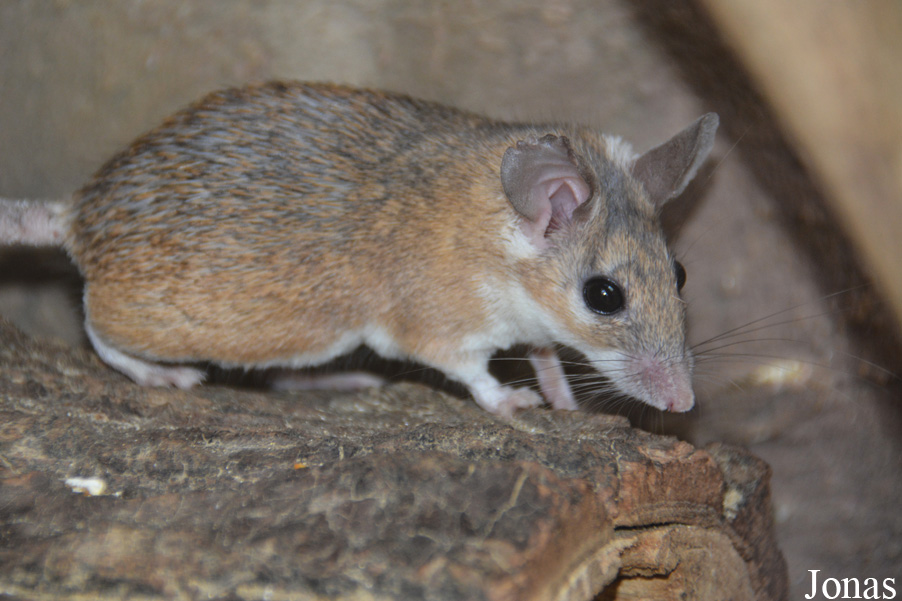 Acomys cahirinus