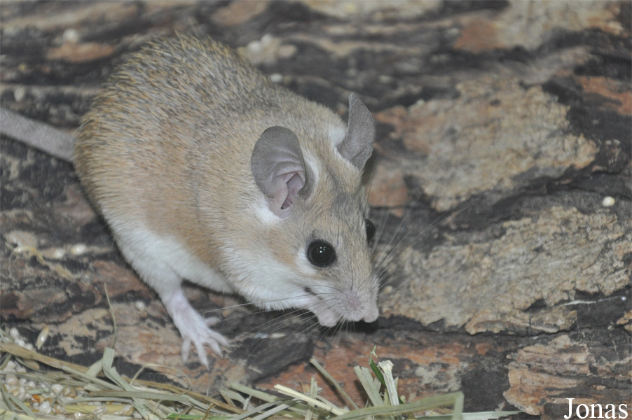 Acomys cahirinus cahirinus