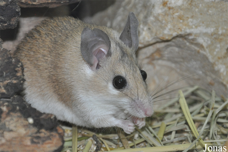 Acomys cahirinus cahirinus