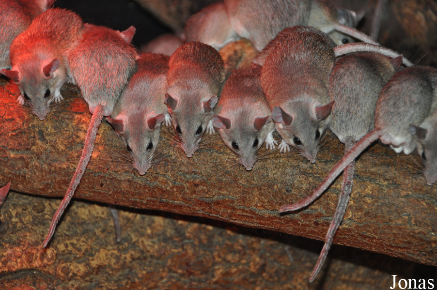 Acomys cilicicus