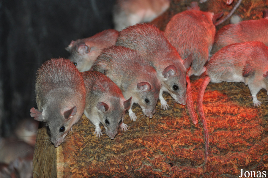 Acomys cilicicus