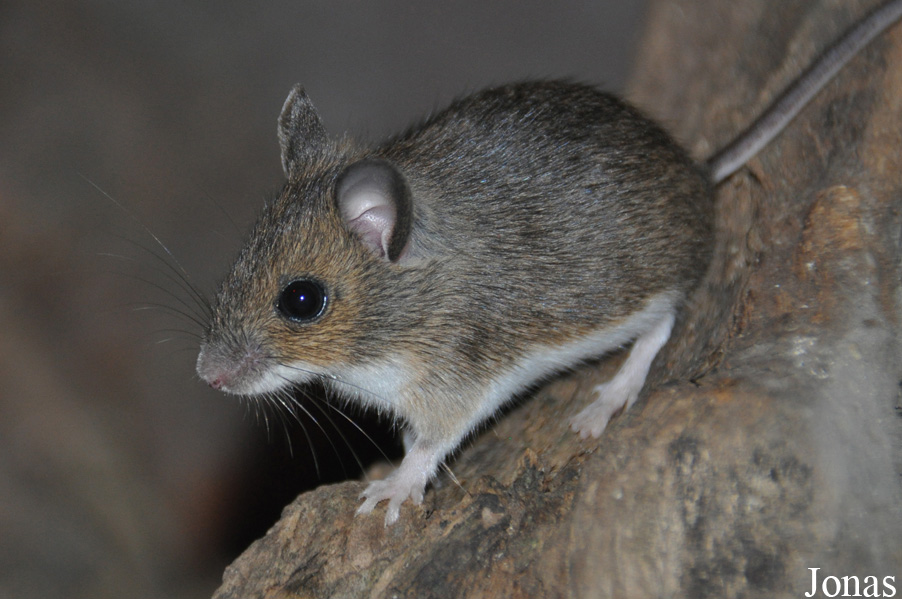 Apodemus sylvaticus