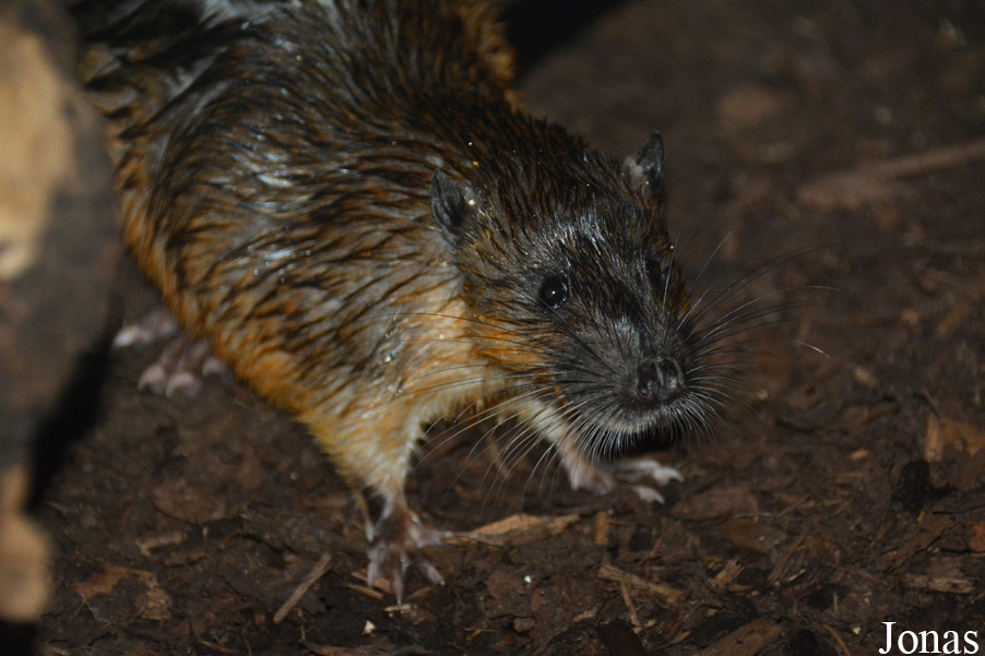 Hydromys chrysogaster