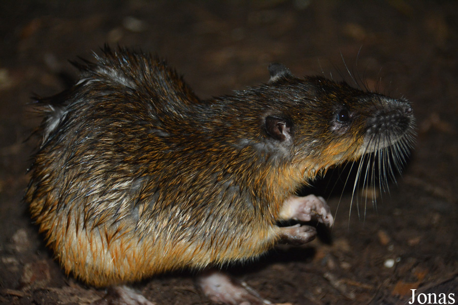 Hydromys chrysogaster