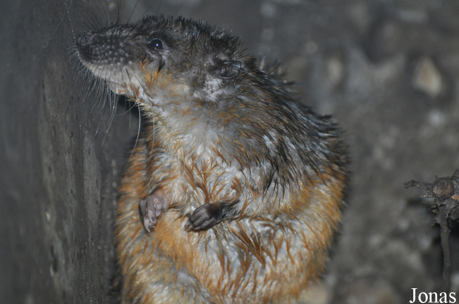Hydromys chrysogaster