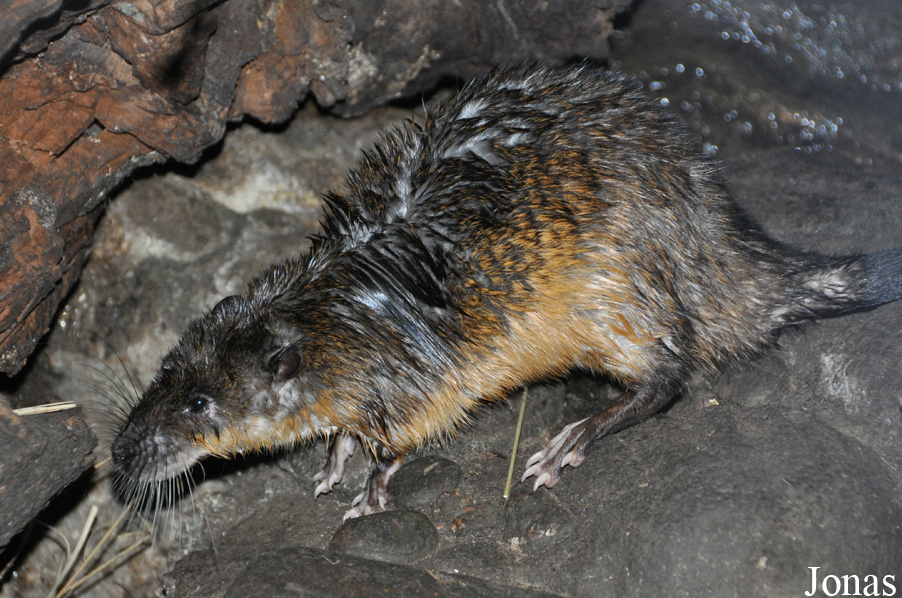 Hydromys chrysogaster