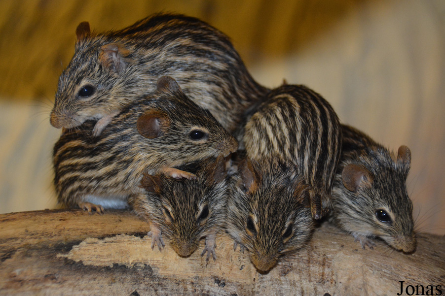 Lemniscomys barbarus