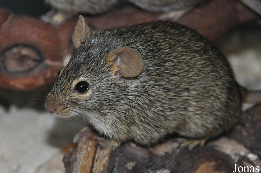 Lemniscomys linulus