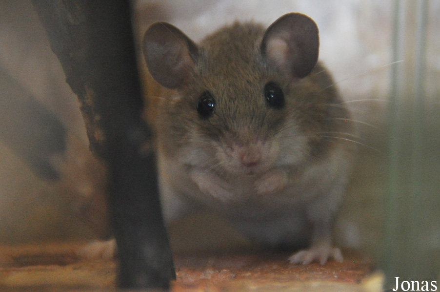 Mus musculoides