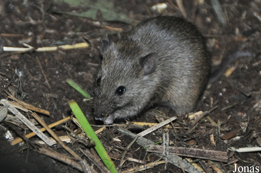 Mus spicilegus