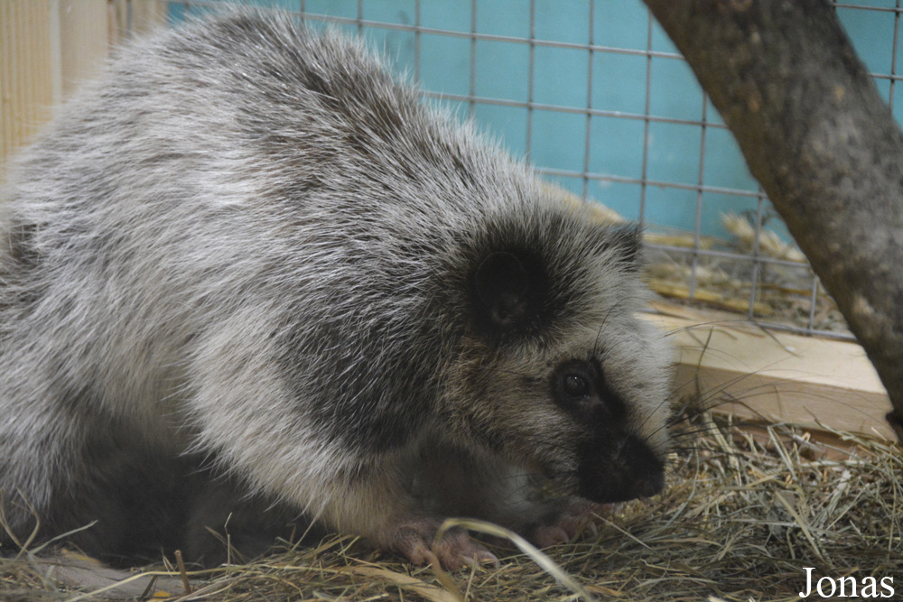 Phloeomys pallidus
