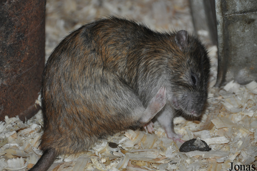 Rattus norvegicus