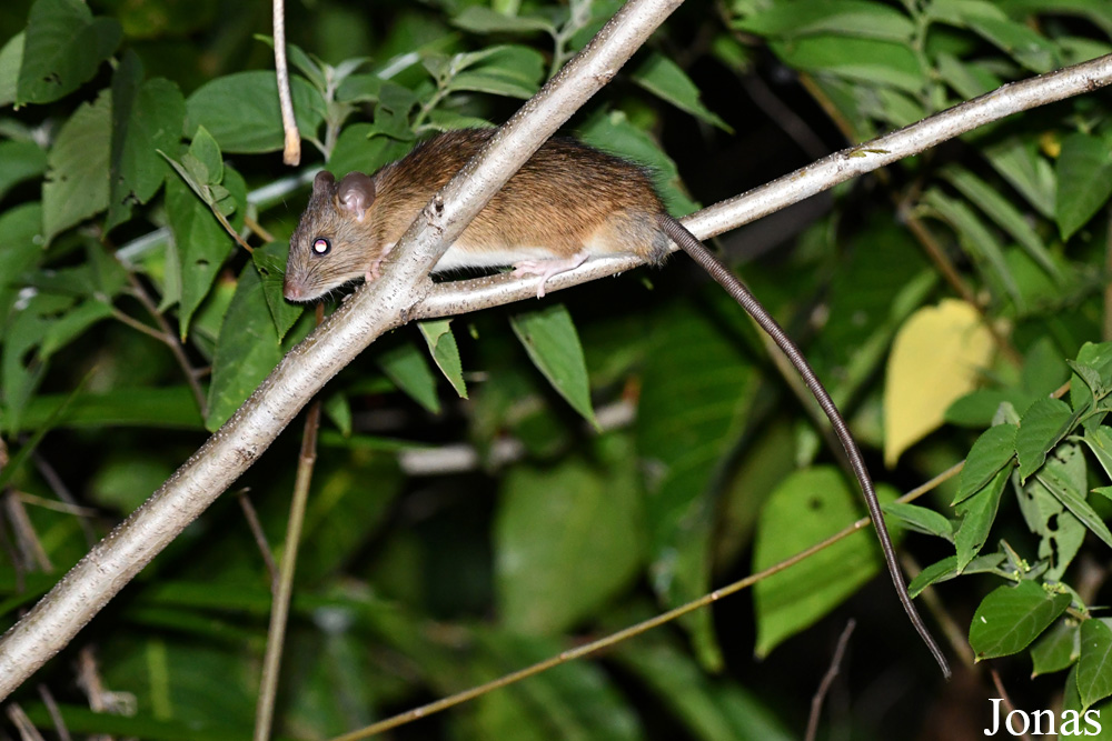 Parc National de Lokobe