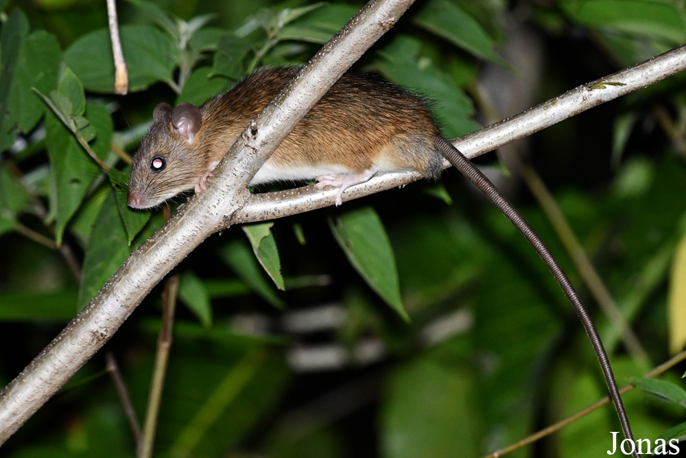 Parc National de Lokobe