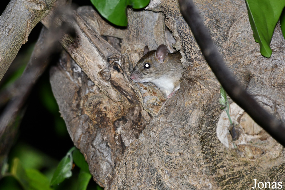 Parc National de Lokobe