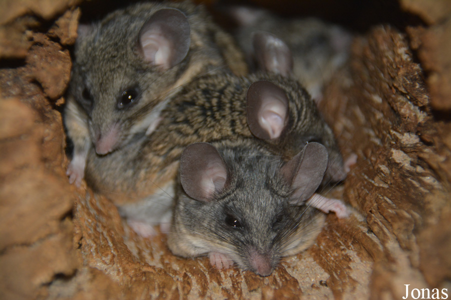Peromyscus californicus