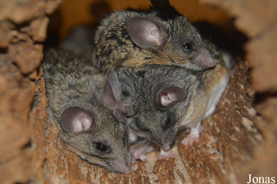Peromyscus californicus