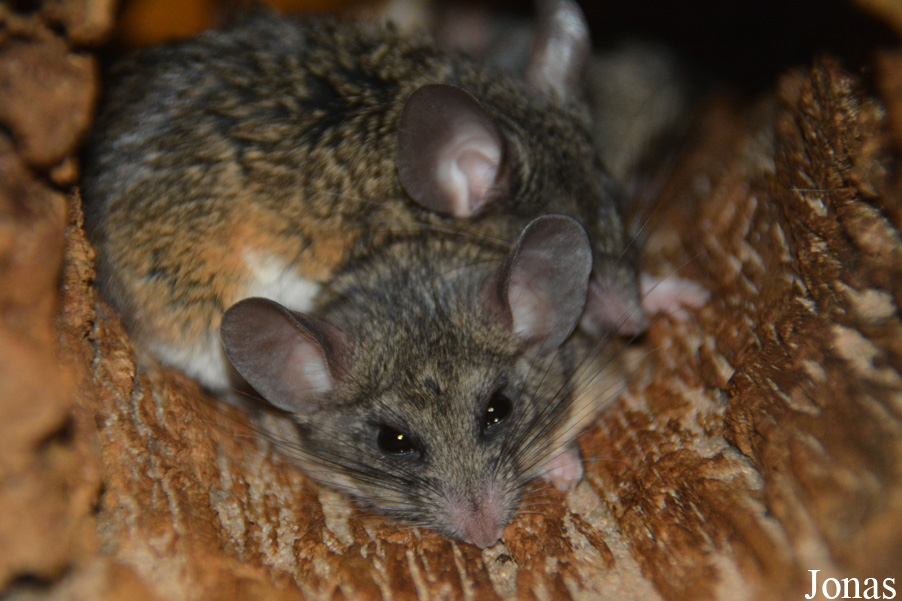 Peromyscus californicus