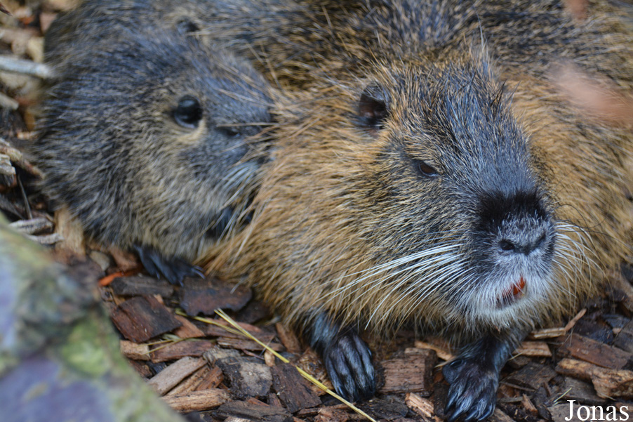 Myocastor coypus