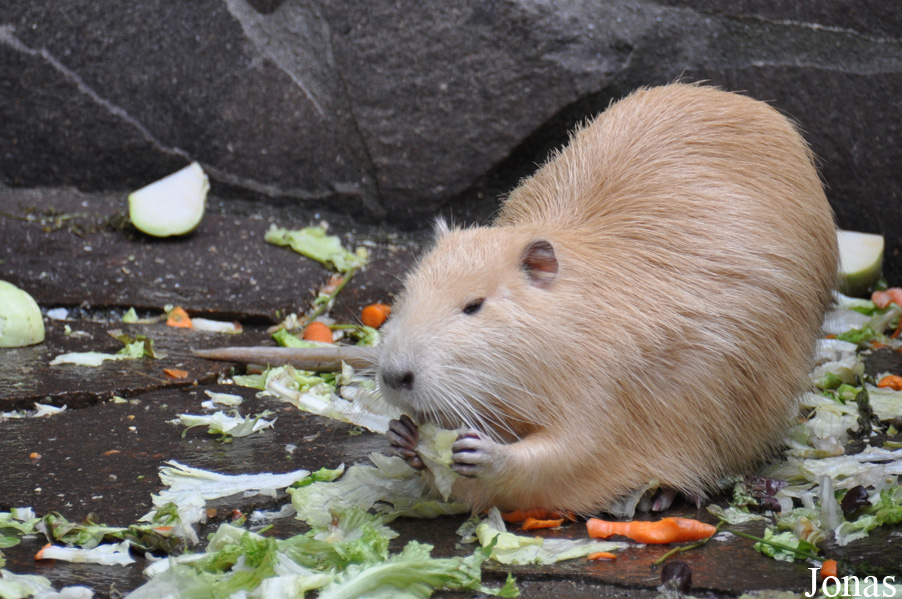 Myocastor coypus