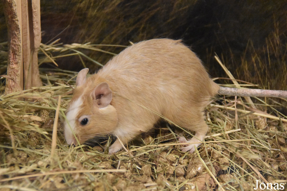 Octodon degus